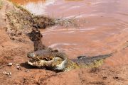 2 days safari from mombasa crocodile