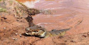 2 days safari from mombasa crocodile