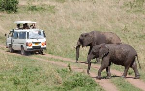 Kenya safari guides