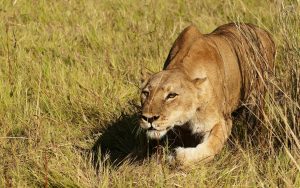 Lioness Hunting Safari