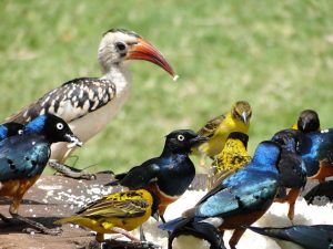 Birding safari Tsavo