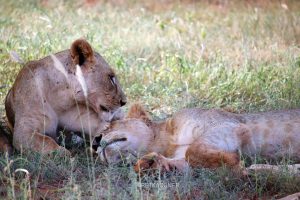 Lions Mara