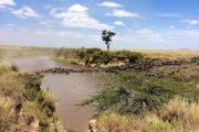 Masai Mara Wildebeests Crossing Mara River