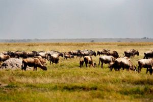 3 day Amboseli Safari
