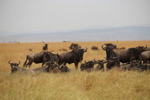 wildebeests Masai Mara