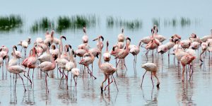 lake nakuru safari flamingos
