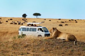 3 day masai mara lodge safari