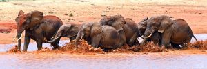 tsavo west national park