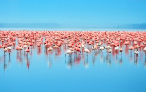 Lake Nakuru Flamingos