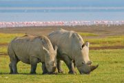 lake Nakuru safaris Rhino