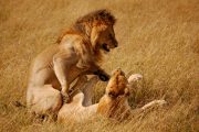 Lion and Lioness Masai Mara