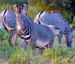 Meru National park