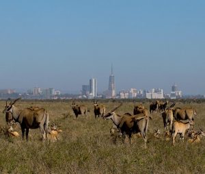 Nairobi National Park