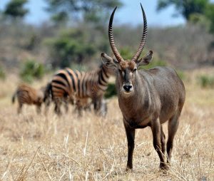 Tsavo East national park