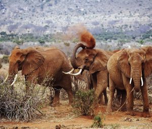 Tsavo West National Park