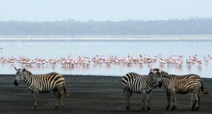 Lake Manyara Tanzania