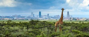 Nairobi National Park Safari