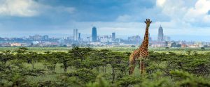Nairobi National Park Safari