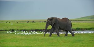 Ngorongoro Crater Tanzania