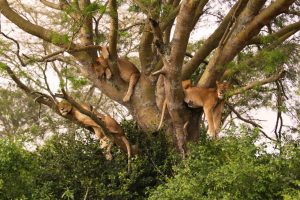 Manyara tree climbing lions