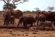 Tsavo East Kenya