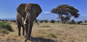 Amboseli National Park Kilimanjaro