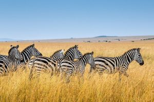 MOMBASA SAFARI TOUR PACKAGES