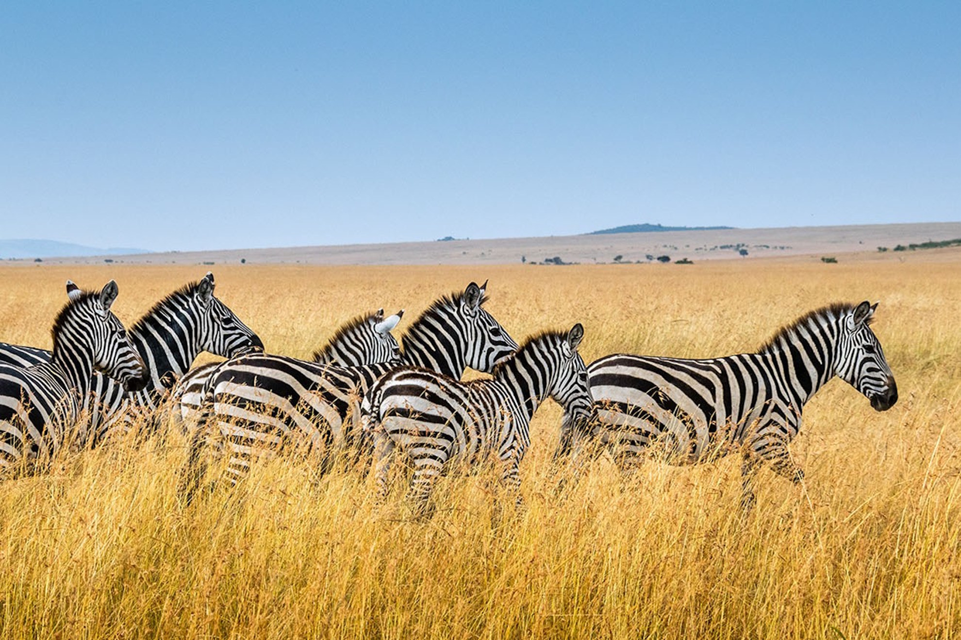 mombasa safari tour