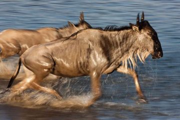 5 days Kenya wildlife safari