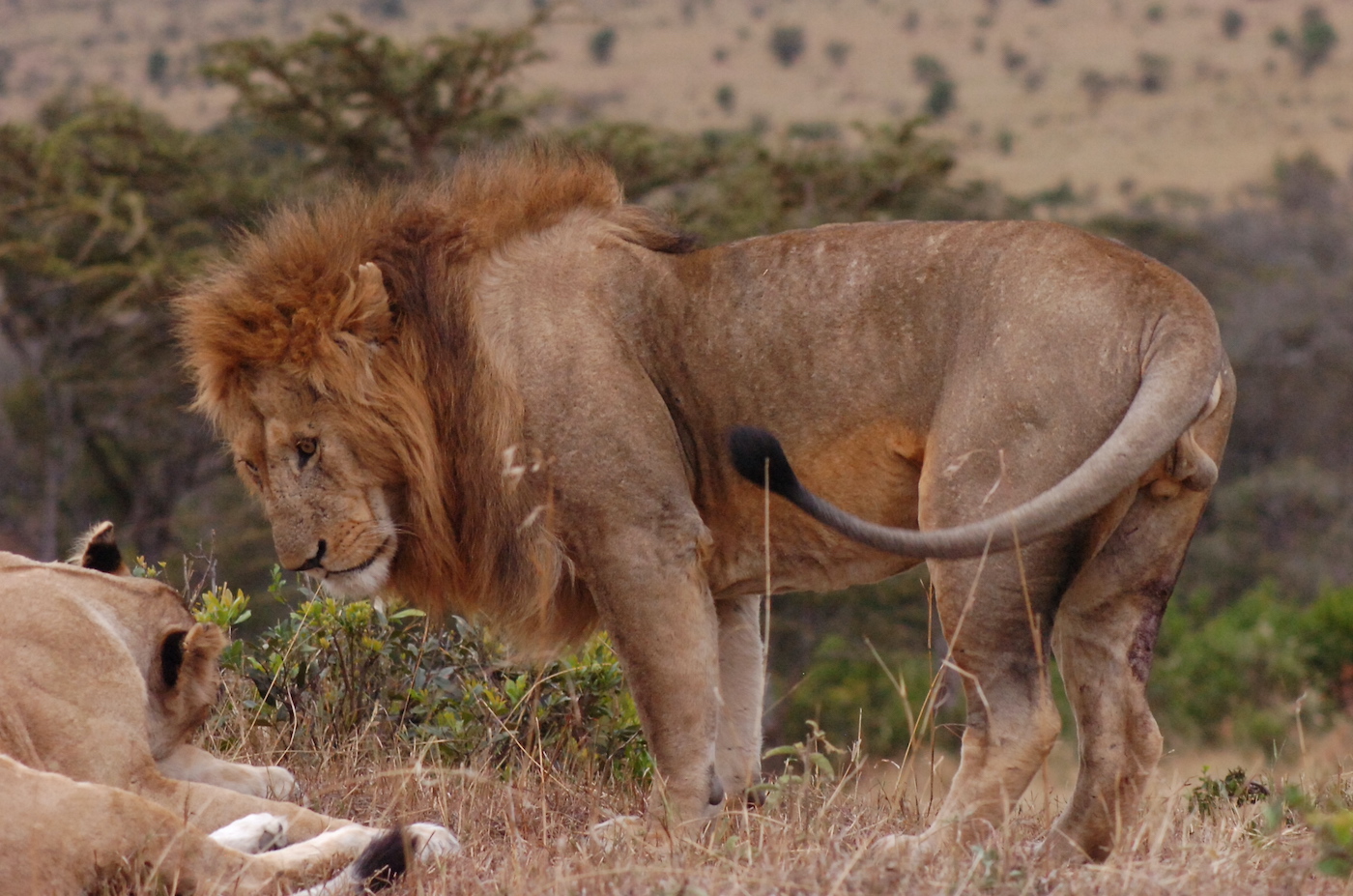 Honeymoon Kenya 7 days safari
