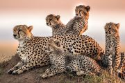 4 day safari Kenya Masai Mara