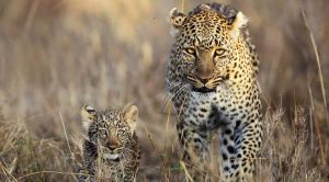 4 days Kenya safari leopard