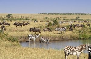 4 Days Kenya Safari Tour