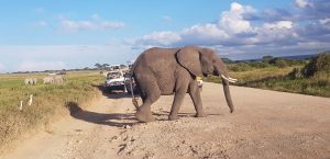 3 day Amboseli safari midrange