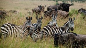 3 day masai mara lodge safari
