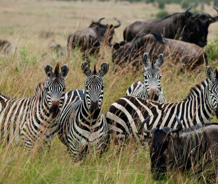 3 day masai mara lodge safari