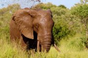 3 days Mombasa safari Tsavo west