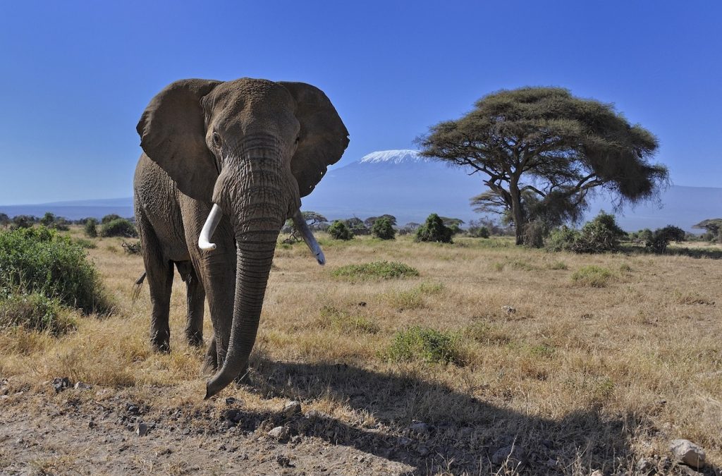 3 days safari Kenya Amboseli affordable