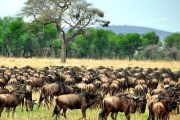 4 days Safari Kenya Masai Mara Nakuru