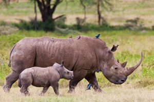 4 days Safari Kenya Rhino Lake Nakuru