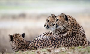4 days Safari Kenya cheetahs