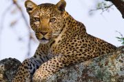 4 days lodge Kenya safari leopard