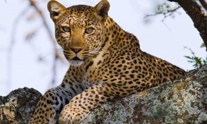 4 days lodge Kenya safari leopard