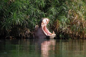 safari tours kenia