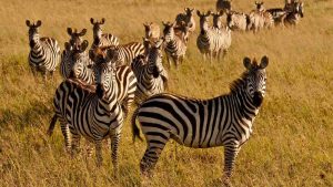 five days lodge safari Kenya