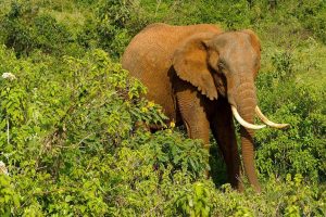 5 day safari classic elephant aberdares