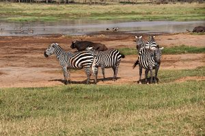5 days Kenya Classic Safari Nakuru