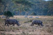 5 days camping Kenya Rhinos