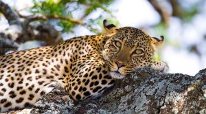 5 days safari Kenya Classic leopard
