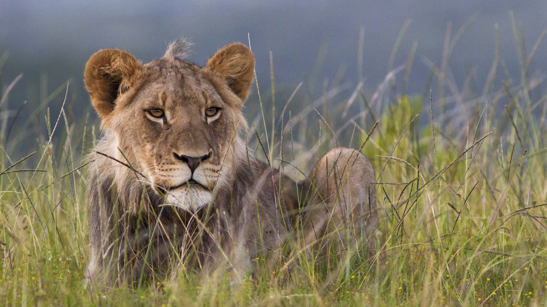 5-day Lodge Kenya safari
